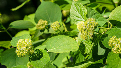 Large-leaved hydrangea (garden hydrangea). Inflorescence with blooming buds