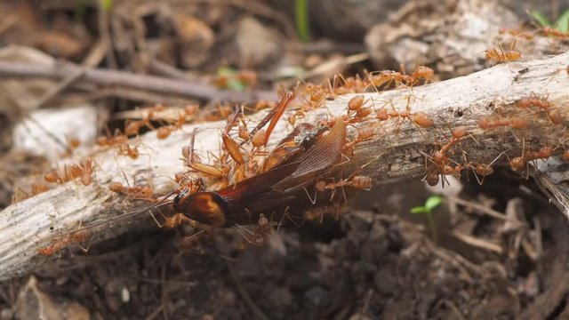 Vdo. Clip Weaver ants or green ants (Oecophylla) hunting a cockroach, a group of green ants taking a cockroach on dry branch to the nest.