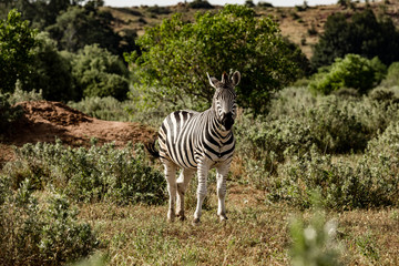 Fototapeta na wymiar Zebra looking and standing in the african savannah