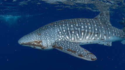 Sealife Tubbataha Reef (Philippines)