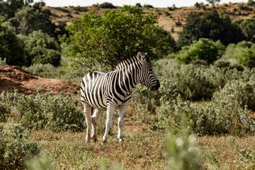 Fototapeta na wymiar Zebrah standing in the sun in the african bush