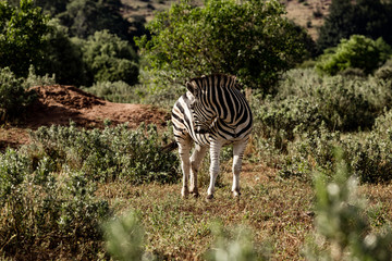 Fototapeta na wymiar Zebra in the african bush
