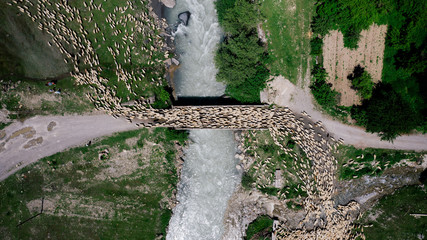 Aerial view of large flock of sheep going on the bridge over the mountainous river in Georgia.