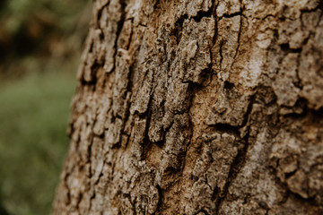 tree bark texture africa
