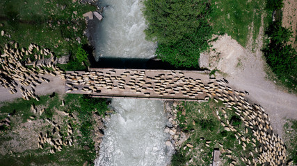 Aerial view of large flock of sheep going on the bridge over the mountainous river in Georgia.