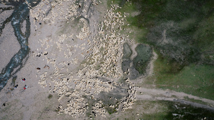 Aerial view of large flock of sheep grazing on green field in mountains of Georgia.