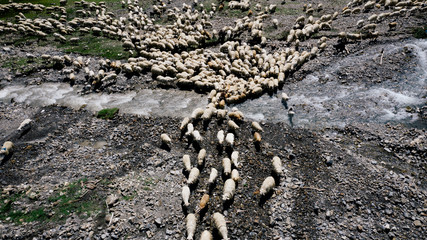 Aerial view of large flock of sheep grazing in the field near mountainous river in Georgia
