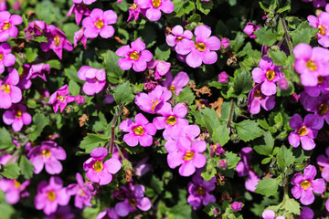 Aubrieta deltoidea, also know as lilacbush, purple rock cress and rainbow rock cress