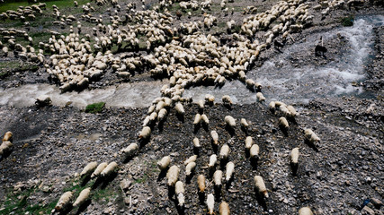 Aerial view of large flock of sheep grazing in the field near mountainous river in Georgia