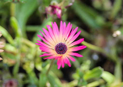 Cleretum bellidiforme, commonly called Livingstone daisy or Bokbaaivygie, blooming in spring in the garden