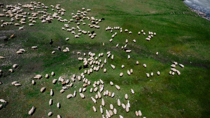 Aerial view of large flock of sheep grazing on green field in mountains of Georgia.