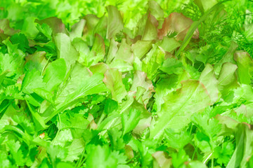 fresh salad lettuce texture background