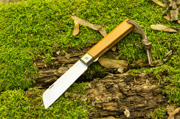 A small pocket knife on the background of forest moss.