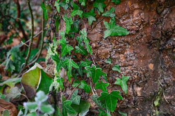 Frosty ivy leaves growing on old tree