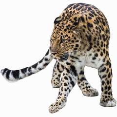 Far Eastern leopard on white background
