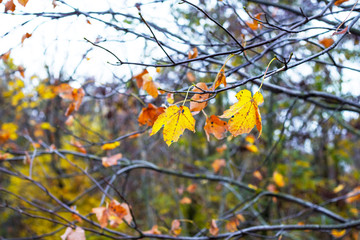 Branches of maple with multicolored autumn leaves in the forest in sunny weather_