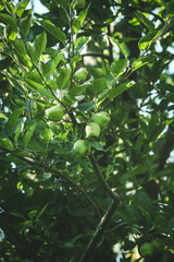 Green apple plant from garden 