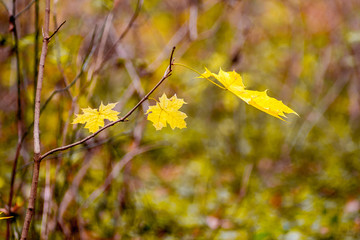 Branches of maple with yellow autumn leaves in the forest on a blurred background_