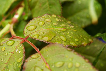 raindrops on the leaves. dew. summer