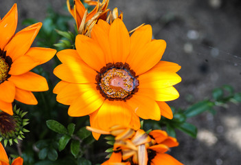 Gazania rigens flower, sometimes called treasure flower, blooming in spring in the garden