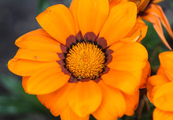 Gazania rigens flower, sometimes called treasure flower, blooming in spring in the garden