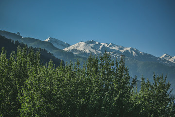 Green leaf anf lights on it