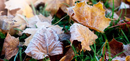 Dry maple leaves, covered with frost, on the ground in the fall_