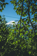 Green apple plant from garden 