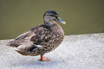 Brown duck male on one leg near green water, from profile