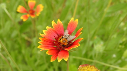 The bee on the yellow flower