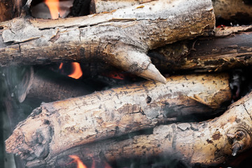 burning wood trees in the fire close-up