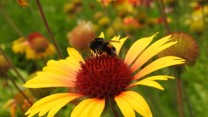 The bee on the yellow flower