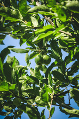 Fototapeta premium Green apple plant from garden 