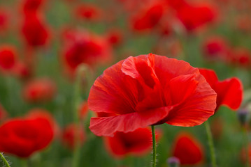 Perfect red poppy flower in the poppy field on the green floral background