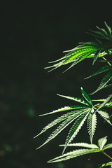 The green cannabis ganja herb plant