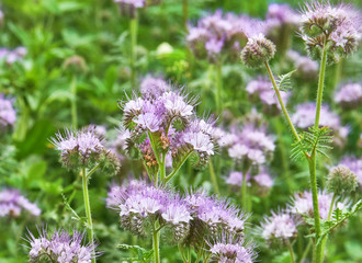Büschelschön, Phacelia tanacetifo