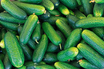Cucumber harvest. Background from green cucumbers.