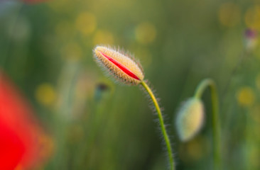 Perfect red poppy bud flower in the poppy field on the green floral background