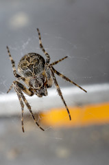 Female european garden spider sitting in its web, waiting for prey