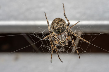 Female european garden spider sitting in its web