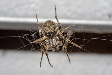 Female european garden spider sitting in its web