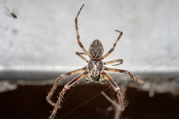Male european garden spider sitting in its web