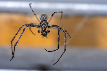 Male european garden spider with prey