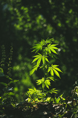 The green cannabis ganja herb plant