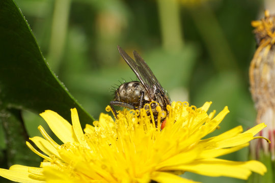 Close-up Of Fly Fannia Scalaris On Dandelion