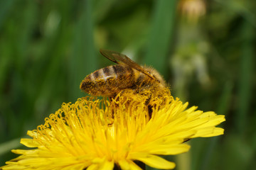 Macro Apis mellifera bee on dandelion flower