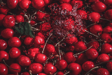 photos of red tasty cherry