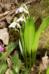 Snowdrop Galanthus nivalis with white flowers