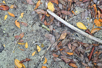   Bright colorful abstract background of mangrove leaves on the sandy shore of the Peace River in Punta Gorda Florida  
