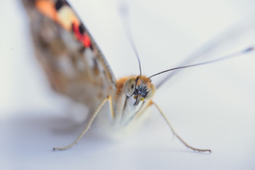 Colorful butterfly isolated on a white background. copy spaces.